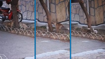 Tilki ile sokak kedisinin arkadaşlığı kameralara yansıdı