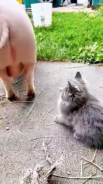 Les chats souffrent également de troubles obsessionnels compulsifs