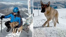 🐶 Cão sem-teto conquista o topo do Monte Elbrus, a montanha mais alta da Rússia!