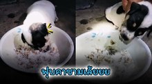 เจ้าตัวเล็กทั้งหิวทั้งง่วง สุดท้ายไม่ไหวหลับคาชามข้าวเลย