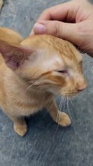 Why do cats like to do this? | Adorable kitty