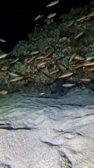 FASTEST FISH DODGE IN THE WEST REEF