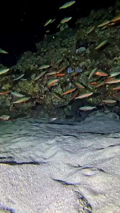 FASTEST FISH DODGE IN THE WEST REEF