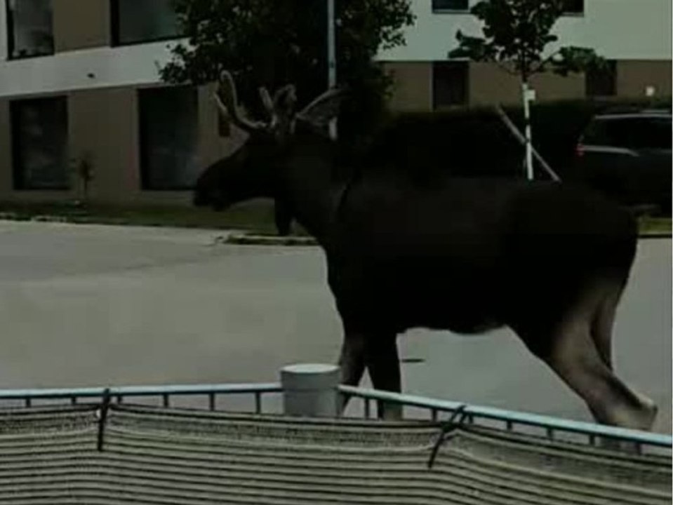 Elch Emil in St. Pölten: Bahnstrecke lahmgelegt