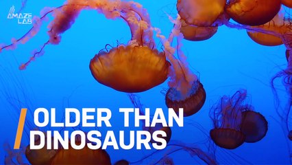 Could This Jellyfish Fossil Be Older Than the Dinosaurs?