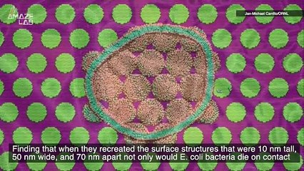 Modeling the Movement of Cicada Wings in This New Material That Could Kill Bacteria