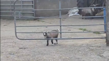 Pygmy goat squeezes through the yard gate even though walking around was easier