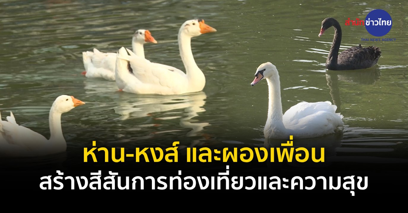 ห่าน-หงส์ และผองเพื่อน สร้างสีสันการท่องเที่ยวแ...