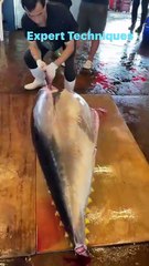 Incredible Giant Bluefin Tuna Otoro Cutting