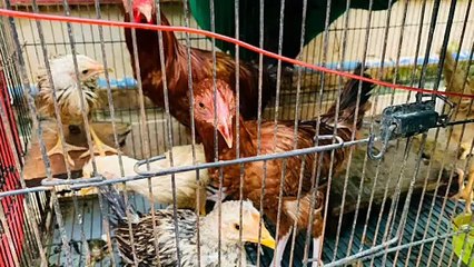 Golden Rooster, Hen, Chicks & Rabbits – A Complete Pet Package