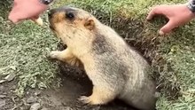 Marmot Funny Cute