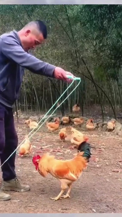 The man are plying with hen.