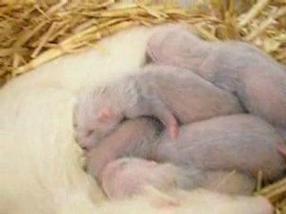 bébés de Cerise J+17