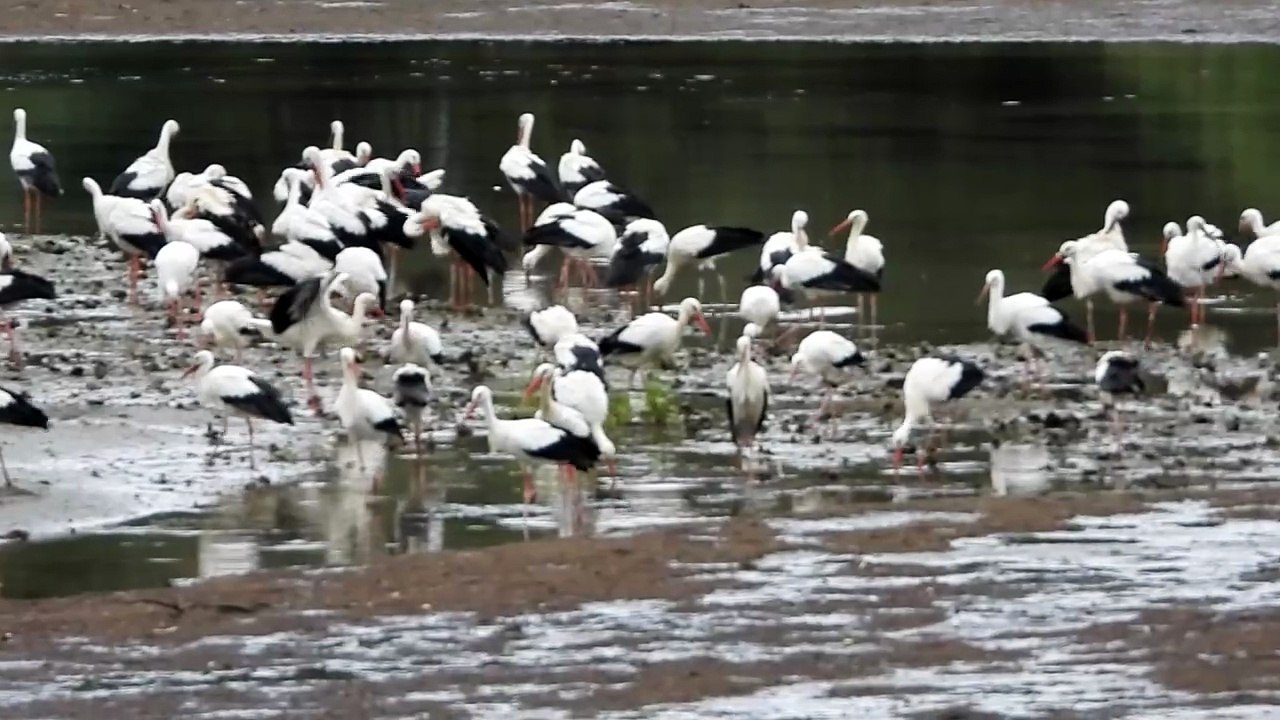 Cigüeñas en Plaiaundi