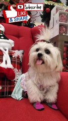 🔴 BER MONTHS NA WITH PICKLES #shihtzu