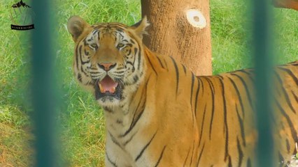 Wildlife & Nature in Pakistan | Peshawar Zoo| Travel Vlog 2025