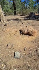 Kangaroo diaries only in Australia 🇦🇺