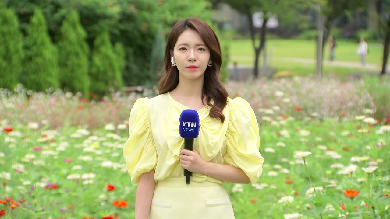 [날씨] 가을 성큼, 코스모스 활짝...남부는 가을 호우, 남해안 최고 80mm↑ /...