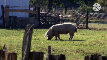 Os animais mais fofos do mundo N•366