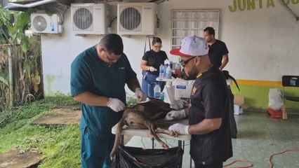 Esterilizan a decenas de perros y gatos en jornada de salud a bajo costo