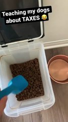 Teaching my dogs about taxes 😂 - the truth hurts! #tax #dogs