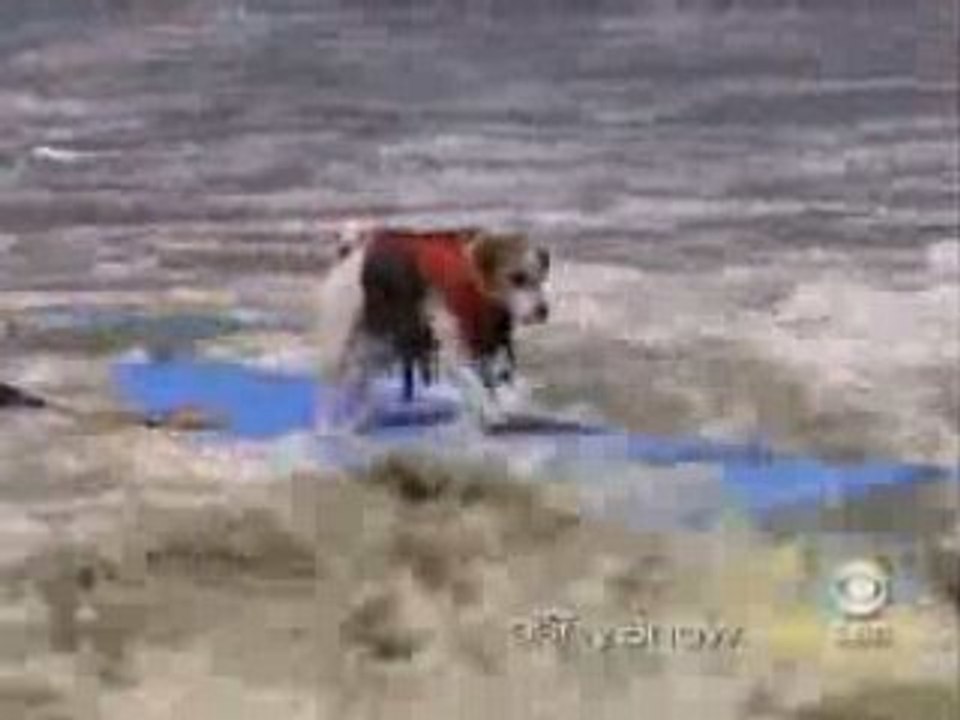 un chien surfer
