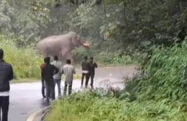 ಸಫಾರಿ ವೇಳೆ ಪ್ರವಾಸಿಗರಿಗೆ ಕಾಡಾನೆ ಪ್ರತ್ಯಕ್ಷ, ಜೀಪ್​ನಲ್ಲಿದ್ದ ಪ್ರವಾಸಿಗರನ್ನ ಅಟ್ಟಾಡಿಸಿದ ಗಜರಾಜ!