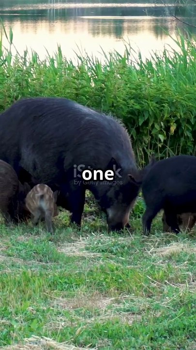 Find Out Where Feral Hogs Have Invaded in the U.S. 🐗🇺🇸  Wildlife Impact