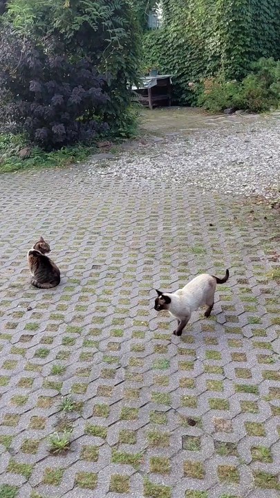 That Is Called Respect - Neighbor Knows Who Rules the Backyard 😂🐾