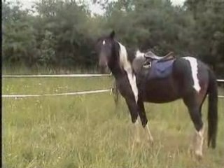 Chevaux mai 08 bis