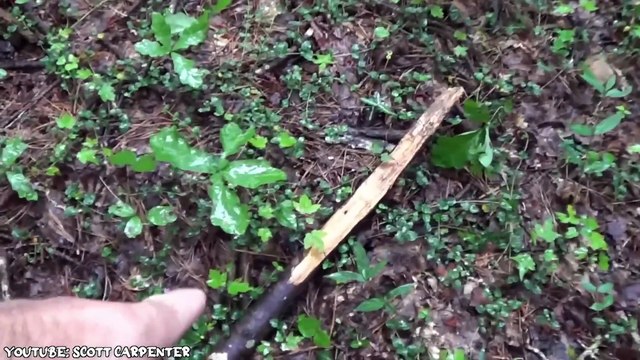 30 Terrifying Camping Encounters Caught on Camera