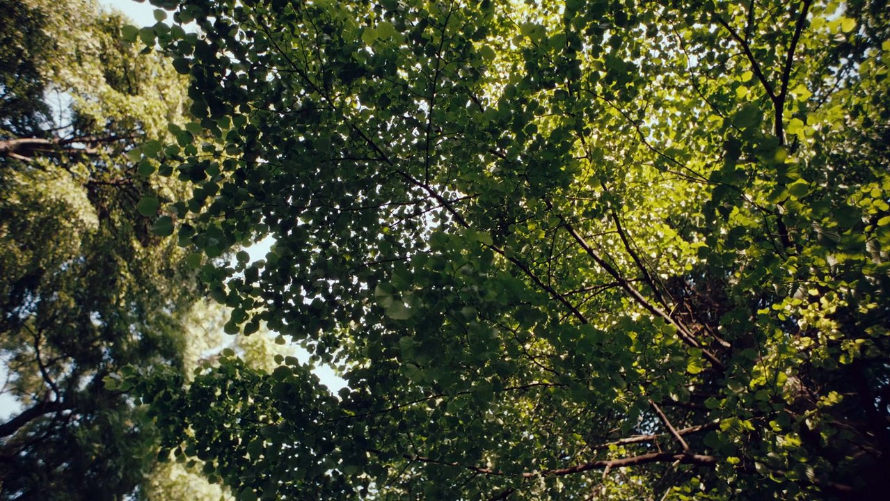 How to Be Normal and the Oddness of the Other World | movie | 2025 | Official Trailer