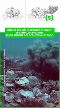 coquillages, des algues et autres matériaux des fonds marins