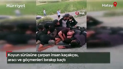 Koyun sürüsüne çarpan insan kaçakçısı, aracı ve göçmenleri bırakıp kaçtı