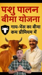 पशु पालक बीमा योजना 2025 | गाय-भैंस का बीमा सिर्फ कम प्रीमियम में