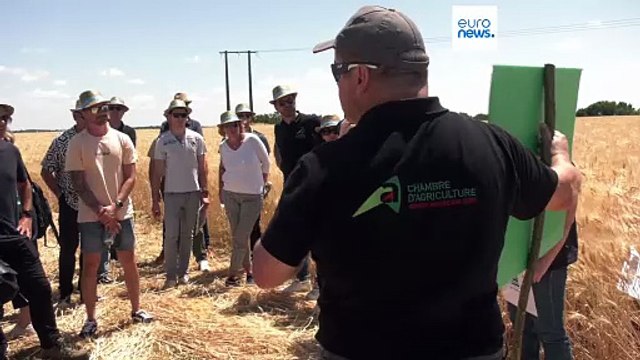 Du lait aux algues, des algues aux champs : une alternative écologique aux engrais chimiques