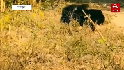 उत्तराखंड में अब साल के 12 महीने डरा रहा भालू, शाकाहारी से बना खूंखार शिकारी!