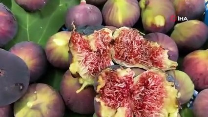 Antalya’da siyah incir hasadı başladı