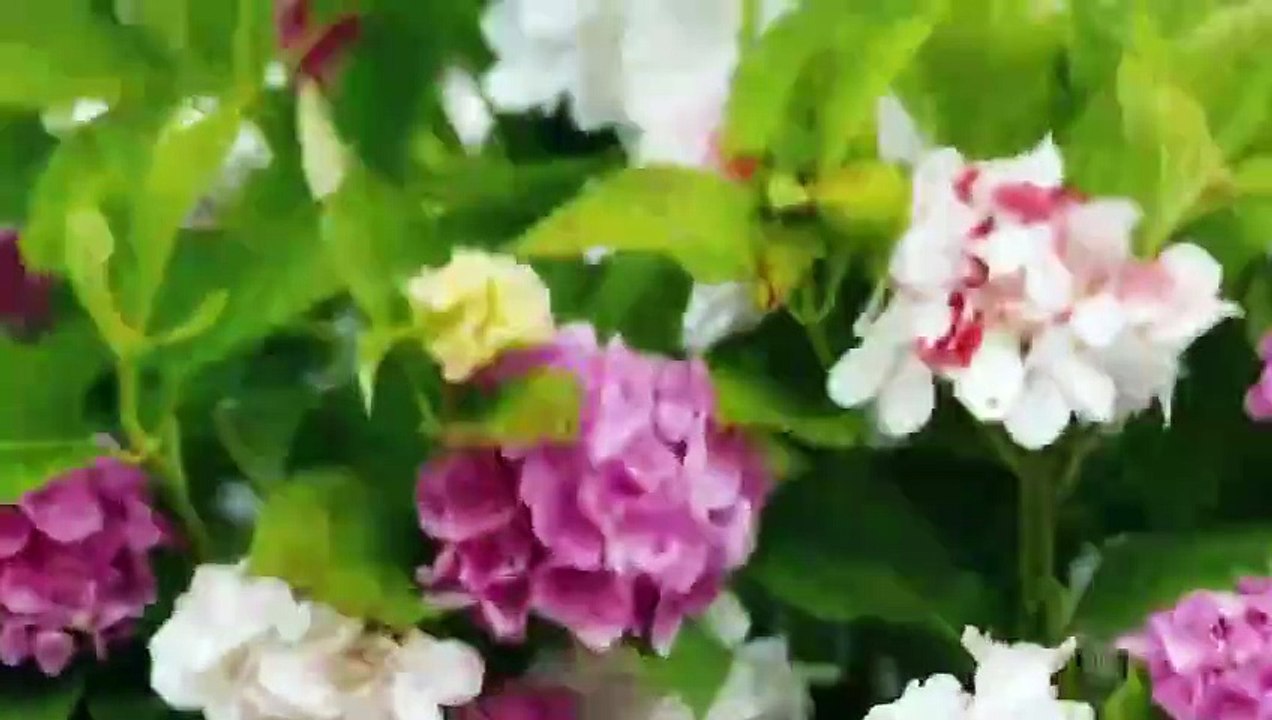 مسلسل ستيلتو الحلقة 1 الاولى