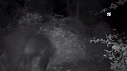 Sinop'ta ormanda yiyecek arayan ayı ve domuz fotokapana yansıdı