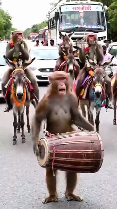 Monkey Dhol Master