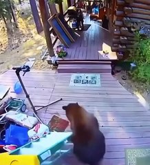 Dogs take care of delivery drivers