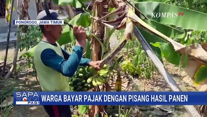 Inovasi Desa Bringinan di Ponorogo, Warga Bisa Bayar Pajak dengan Hasil Panen Pisang