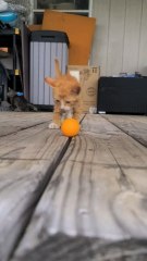 Feral Siberian Mother Cat Brought Kittens To Me