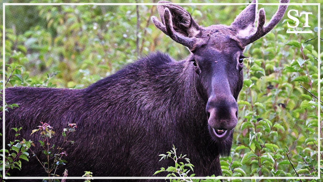 Was Elch Emil in St. Pölten getrieben hat