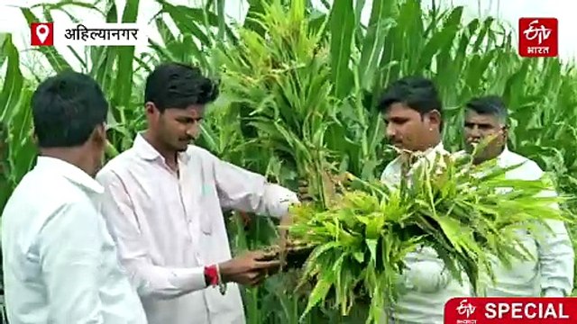 अदरक की खेती से लाखों रुपये कमा रहे किसान