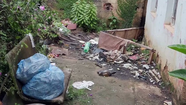 Resgate Urgente: O drama dos cachorros abandonados na zona norte do Recife e a ação da comunidade