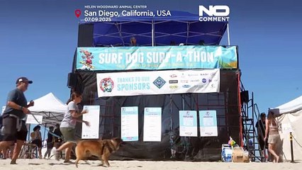 Cani sfidano le onde in una gara di surf a San Diego