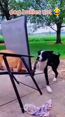 Siblings..cats and dogs..🐶🐾🐈😅discovering funny news
