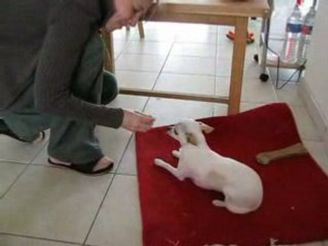 Bianka Chihuahua Education Agility : couché